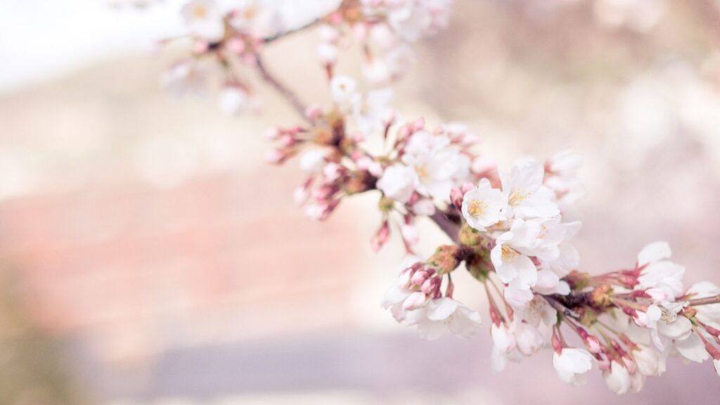 Tokyo Area Cherry Blossom Sites