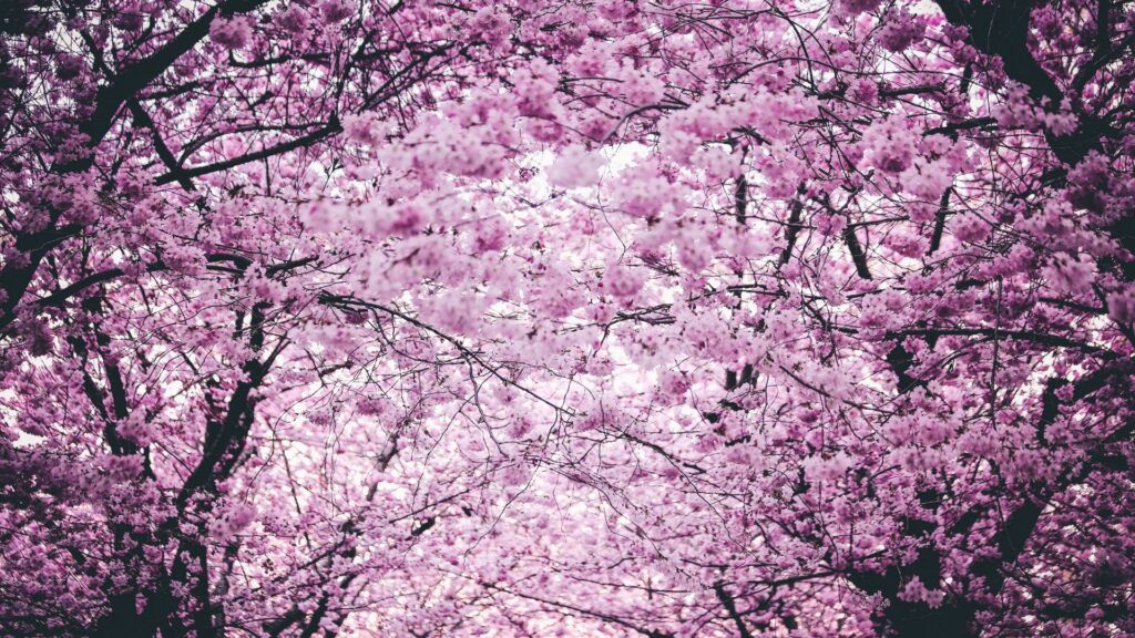 Tokyo Area Cherry Blossom Sites